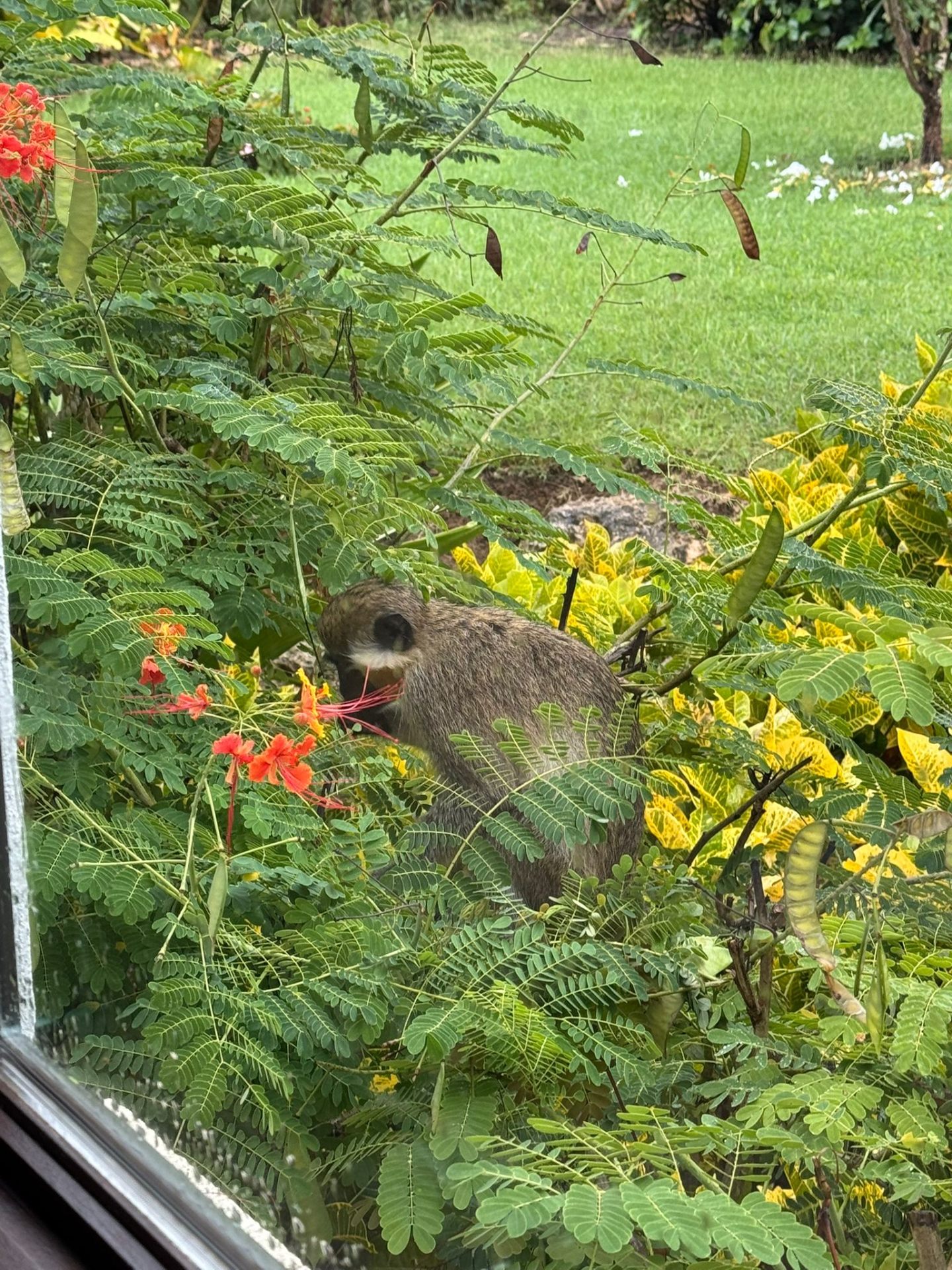 Local wildlife in the gardens