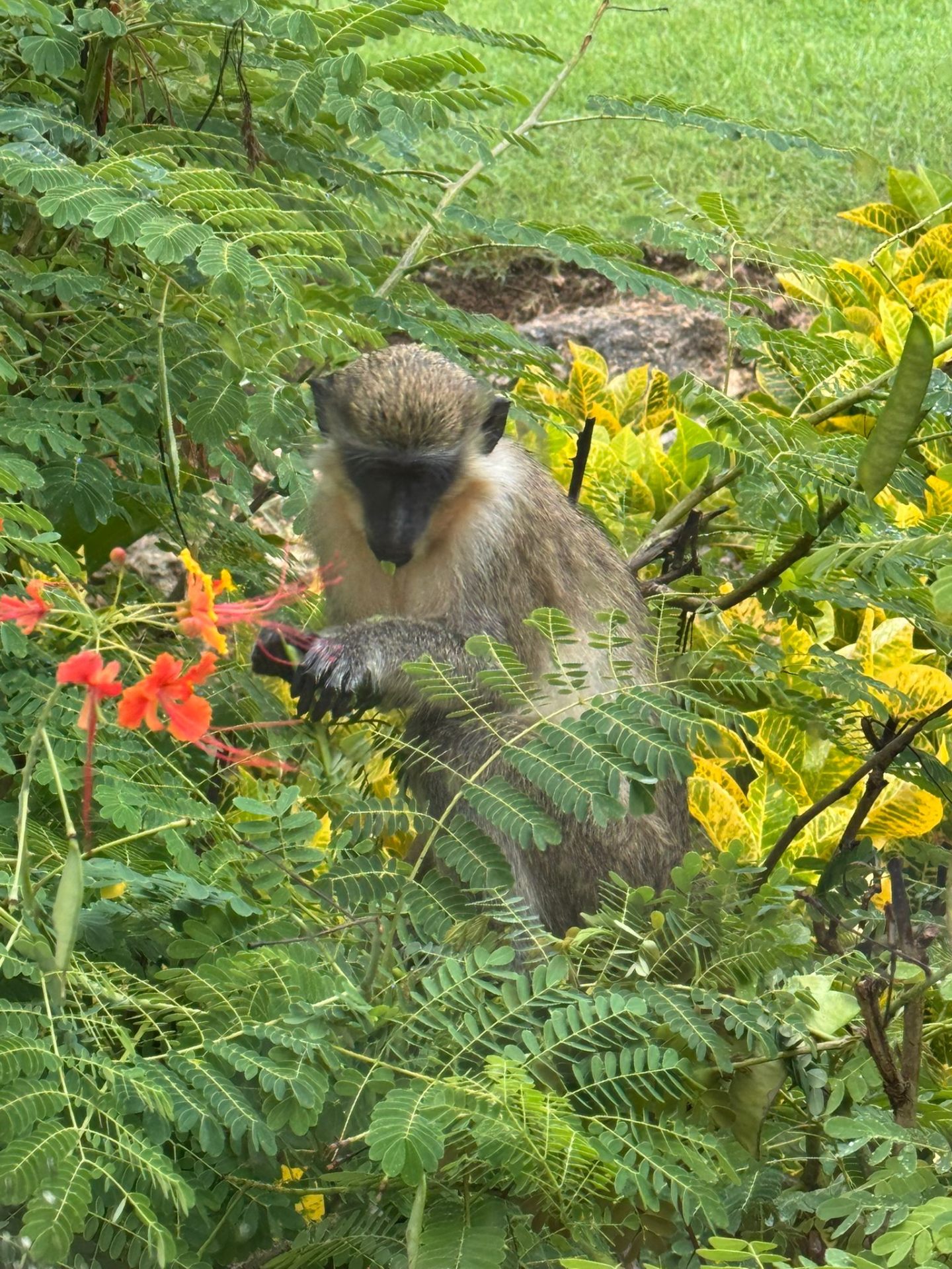 Green monkeys visiting the villa
